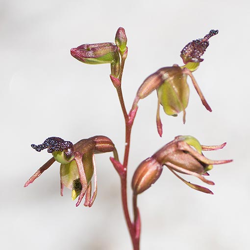 Caleana minor, Little Duck Orchid, Tasmania