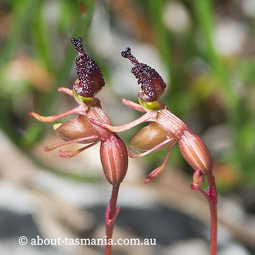 Caleana minor, Little Duck Orchid, Tasmania