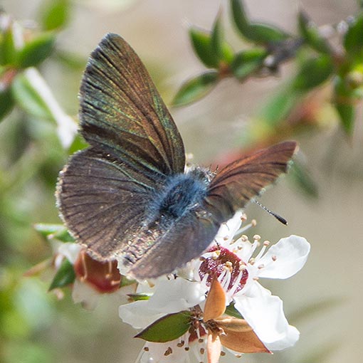 Candalides acasta, Blotched Blue, butterfly, Tasmania