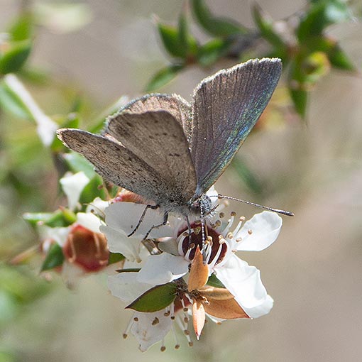 Candalides acasta, Blotched Blue, butterfly, Tasmania