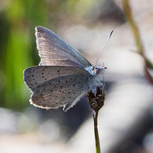 Candalides acasta, Blotched Blue, butterfly, Tasmania