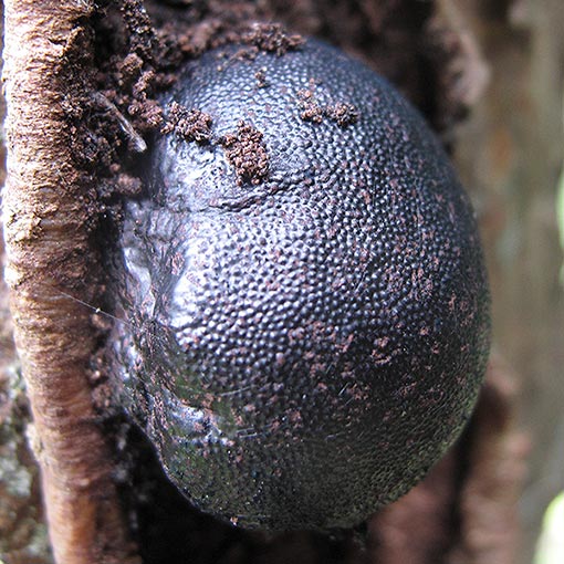 Daldinia grandis, fungi, Tasmania