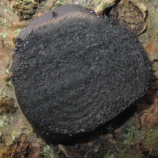 Daldinia grandis, fungi, Tasmania
