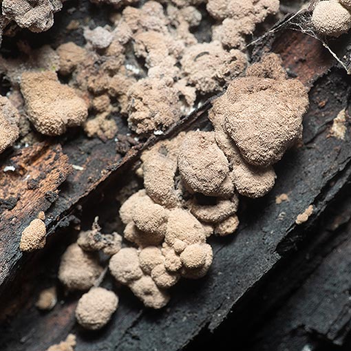 Daldinia grandis, fungi, Tasmania
