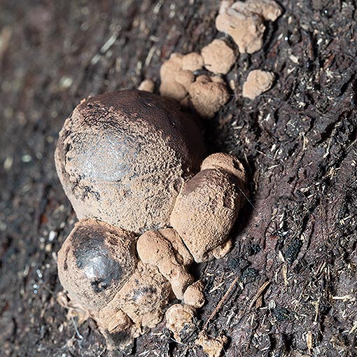 Daldinia grandis, fungi, Tasmania