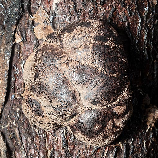 Daldinia grandis, fungi, Tasmania