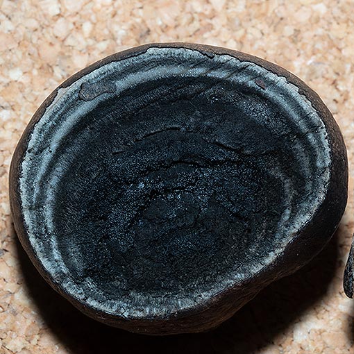 Daldinia grandis, fungi, Tasmania