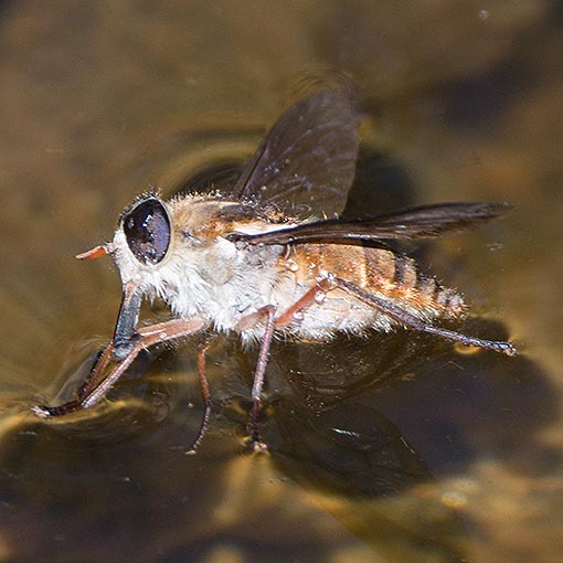 Dasybasis sp., Tabanidae, Tasmania