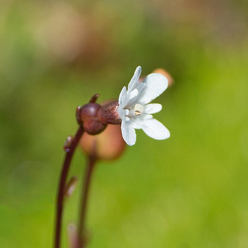 Forstera bellidifolia, Tasmanian forstera, Tasmania