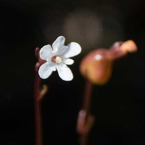 Forstera bellidifolia, Tasmanian forstera, Tasmania