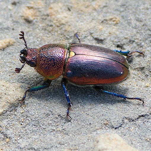 Lamprima_aurata Lamprima aurata, Coleoptera, Tasmania
