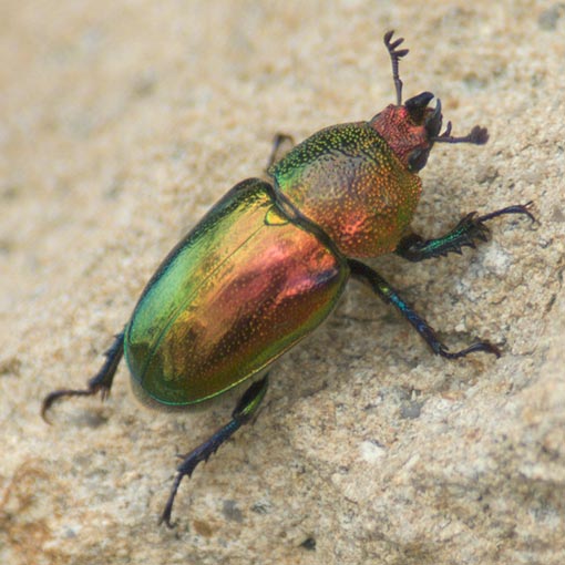 Lamprima_aurata2 Lamprima aurata, Coleoptera, Tasmania