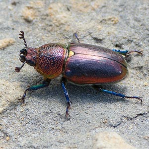 Lamprima aurata