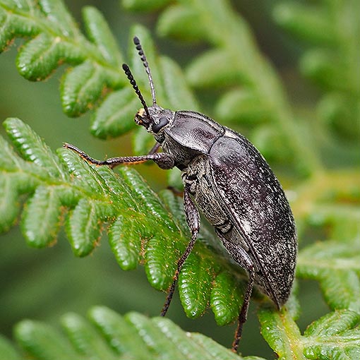 Lepispilus-sulcicollis3 Lepispilus sulcicollis, Tenebrionidae, Tasmania
