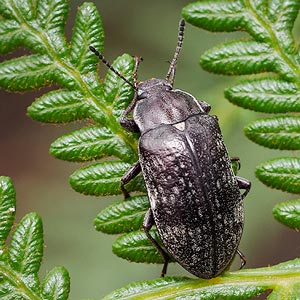 Lepispilus sulcicollis