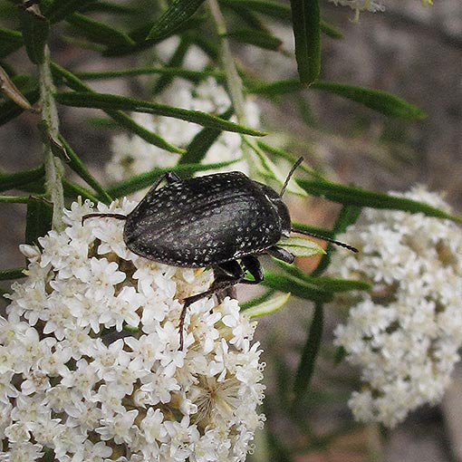 Lepispilus_sulcicollis Lepispilus sulcicollis, Tenebrionidae, Tasmania