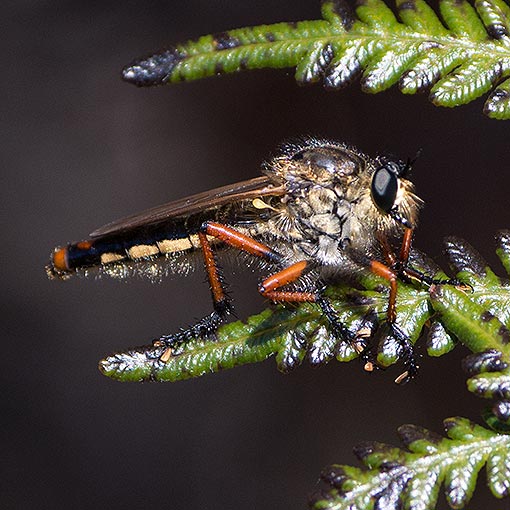Neoscleropogon lanatus, Asilidae, Tasmania