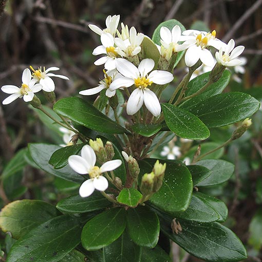 Olearia persoonioides, geebung daisybush, Tasmania