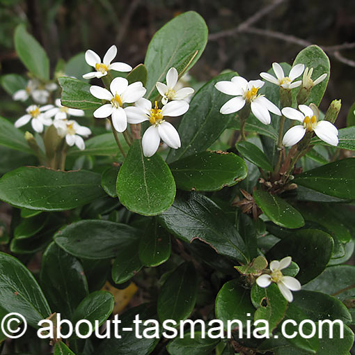 Olearia persoonioides, geebung daisybush, Tasmania