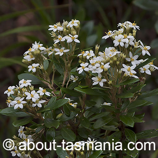 Olearia persoonioides, geebung daisybush, Tasmania