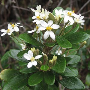 Olearia persoonioides