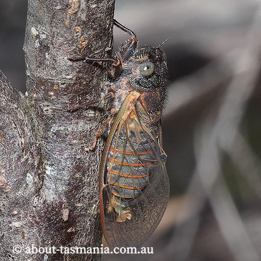 Pauropsalta-encaustica2 Pauropsalta encaustica, the black squeaker, cicada, Cicadidae, Tasmania