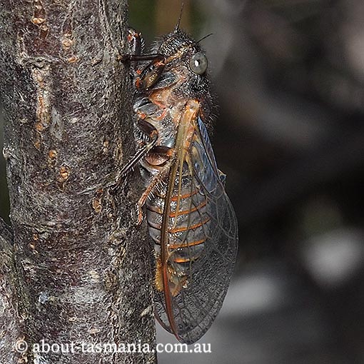 Pauropsalta-encaustica3 Pauropsalta encaustica, the black squeaker, cicada, Cicadidae, Tasmania