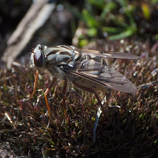 Pelecorhynchus-eristaloides- Pelecorhynchus montanus, Pelecorhynchidae, Tasmania