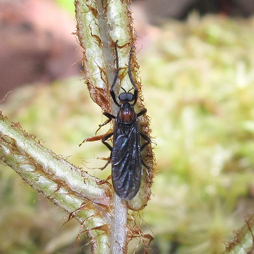 Plecia dimidiata, Bibionidae, Tasmania