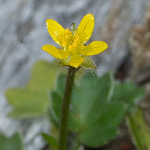 Ranunculus scapiger, gully buttercup, Tasmania
