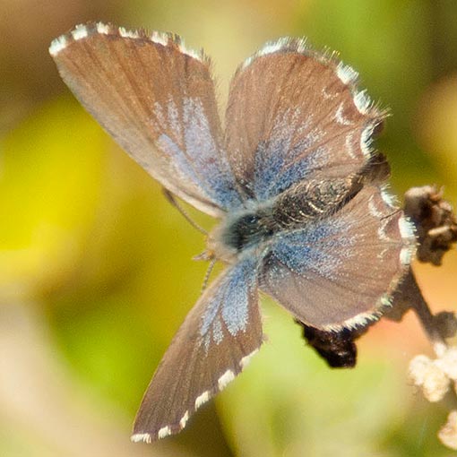 Theclinesthes serpentata, Saltbush Blue, butterfly, Tasmania