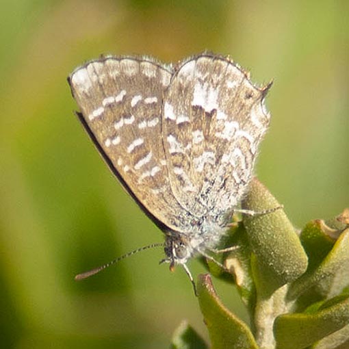 Theclinesthes serpentata, Saltbush Blue, butterfly, Tasmania