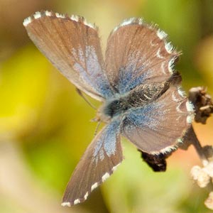 Saltbush Blue