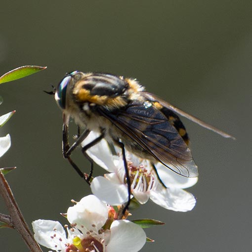 Scaptia auriflua, Tabanidae, Fly, Tasmania