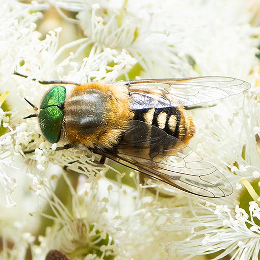 Scaptia auriflua, Tabanidae, Fly, Tasmania