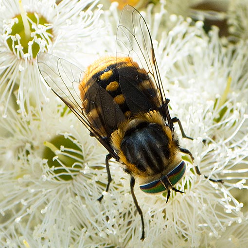 Scaptia auriflua, Tabanidae, Fly, Tasmania