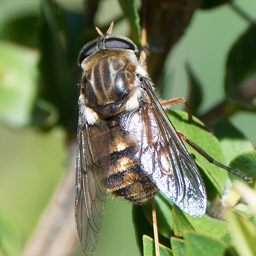 Scaptia jacksonii, Tabanidae, Tasmania
