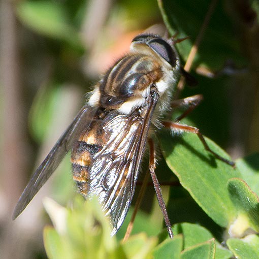 Scaptia jacksonii, Tabanidae, Tasmania