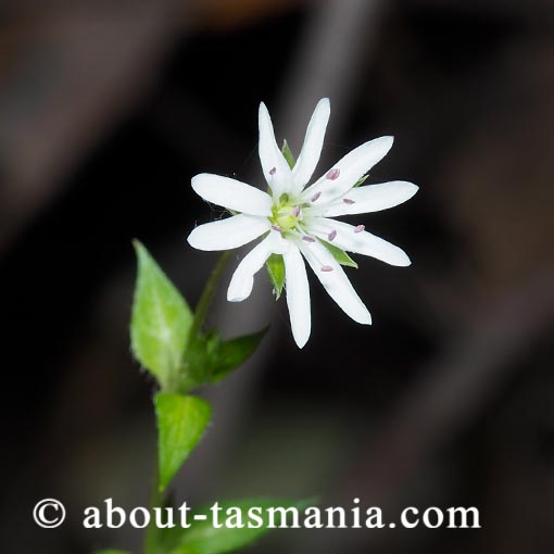Stellaria flaccida, Forest starwort, Tasmania, flora