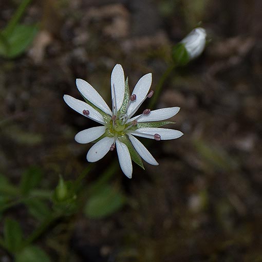 Stellaria flaccida, Forest starwort, Tasmania, flora