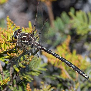 Tasmanian Redspot