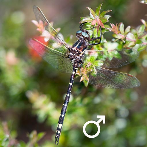 Tasmanian Swamp Tigertail, dragonfly, Tasmania