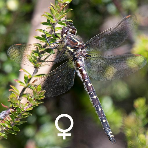 Tasmanian Swamp Tigertail, dragonfly, Tasmania