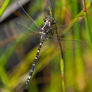 Tasmanian Swamp Tigertail