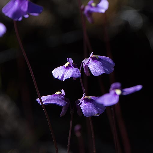Utricularia dichotoma, Fairy’s Aprons, Tasmania
