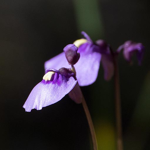 Utricularia dichotoma, Fairy’s Aprons, Tasmania