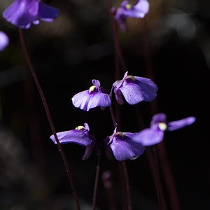 Utricularia dichotoma