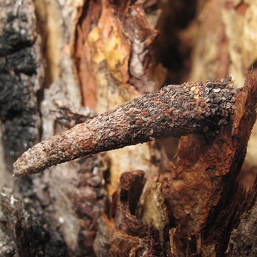 cf. Conoeca guildingi, Larva, Psychidae, Tasmania