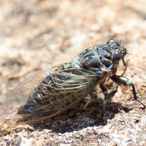Diemeniana hirsuta, Cicadidae, Tasmania