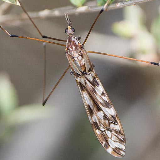 Ischnotoma eburnea,<br />
Crane Fly, Tipulidae, Tasmania